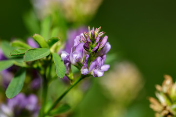 Fototapeta premium fiore del campo. fiore selvatici. insetti del campo
