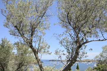 View of the bay through the olive trees in Portlligat, Spain