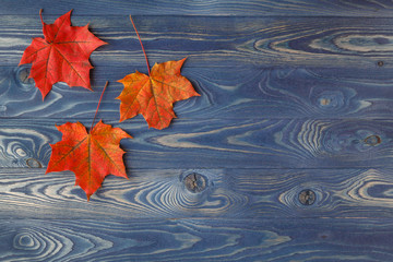 Fototapeta na wymiar Fall background frame with maple leaves on blue