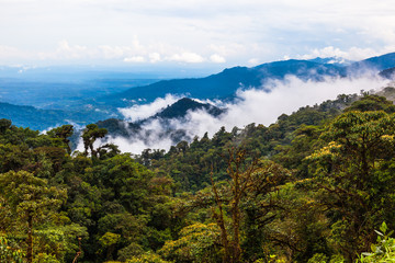 The Ecuadorian rainforest