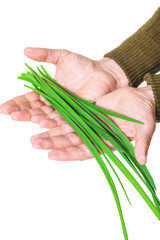 Two hands holding bunch of green onions