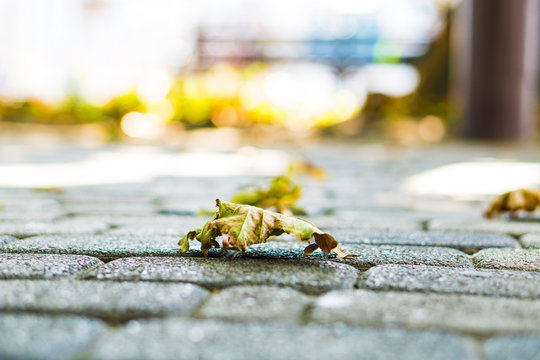 The background of the fallen leaves from the tree. Concrete texture.