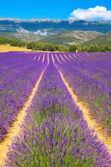 Naklejka na ściany i meble Lavender field. Purple flowers.