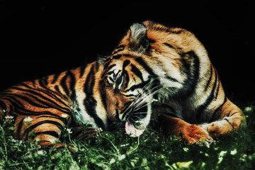 Plakat close up on tiger Panthera tigris sumatrae on the grass and black background