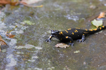 Salamandra pezzata