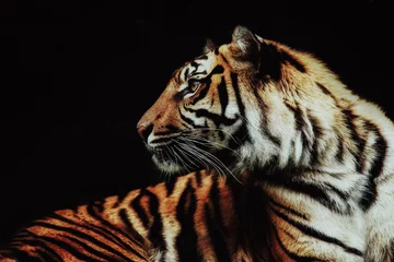 Fotobehang close up on tiger Panthera tigris sumatrae on black background © irontrybex