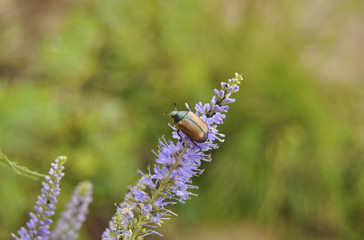 Beautiful bug sits on a blue flower. Bugs, insects, wild nature, nature, beauty, macro, moustaches,...