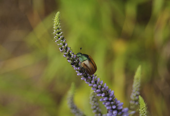 Beautiful bug sits on a blue flower. Bugs, insects, wild nature, nature, beauty, macro, moustaches, flowers, entomology 