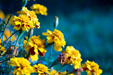 Close-Up of Yellow Flowers in Nature