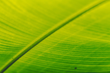 Leaf Closeup Texture