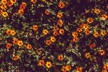 Flowers Wall Texture