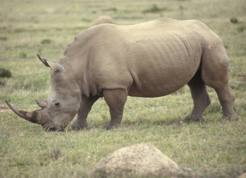 Nashorn im Wildschutz-Reservat Shamwari Game Reserve. Rhino in the private game reserve Shamwari