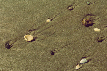 Shells on sand