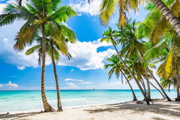 Fototapeta na wymiar paradise tropical beach palm