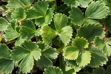Potentilla magalantha takeda green plant background