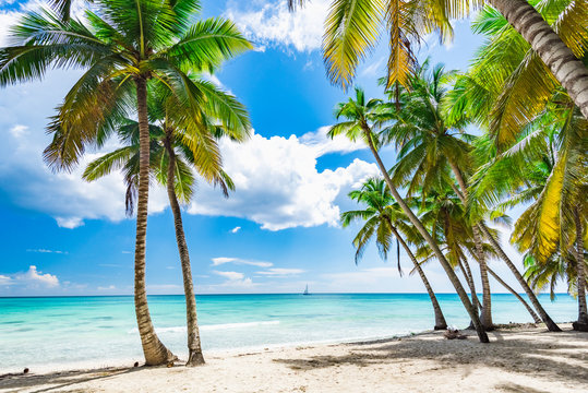 paradise tropical beach palm © dbrus