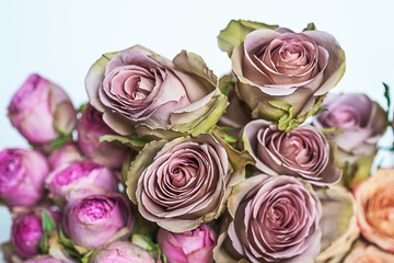 Bunch of fresh pink roses close up.
