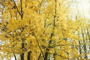 осенний фон, желтая листва клена