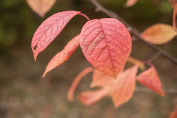 détail feuilles automnales dans un jardin public