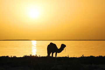 Camel in djerba