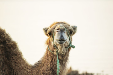 Camel in djerba