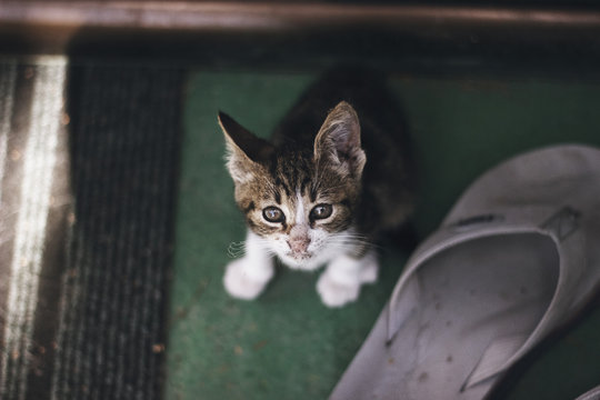 Little baby cat looking at camera