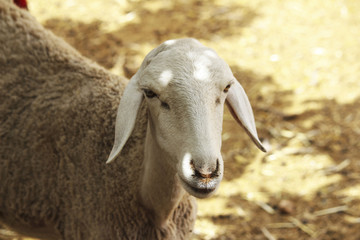 Obraz premium Tunisian barbary sheep