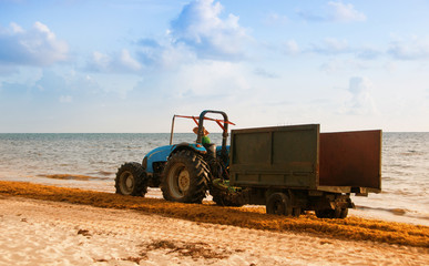 Tractor cleaning the beach from seaweed. Dominican Republic Atlantic coast.