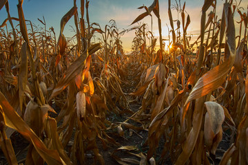 Corn field at sunset