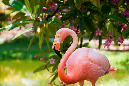 A pink Caribbean flamingo in the garden.