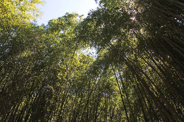 au dessous des bambous