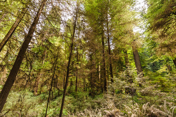 Redwood National Forest