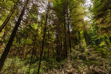 Fototapeta na wymiar Redwood National Forest