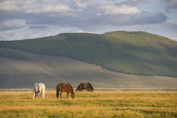 Fototapeta na wymiar mongolian horses in a landscape of northern mongolia