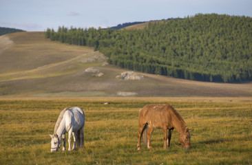 mongolian horses in a landscape of northern mongolia