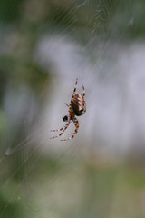 Spinne im Netz