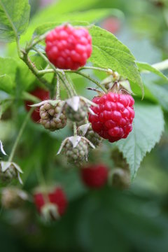 Himbeere/ Rubus idaeus