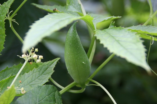 Inka-Gurke/ Cyclanthera pedata