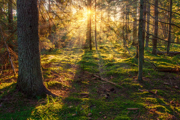 Sunny forest nature. Sunbeams in green forest. Sunlight through trees. Sunny autumn landscape
