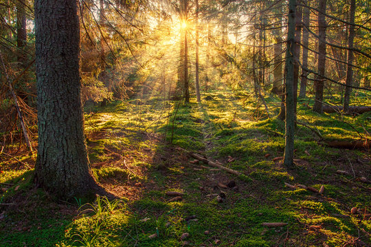 Fototapeta Słoneczna przyroda leśna. Promienie słoneczne w zielonym lesie. Światło słoneczne przez drzewa. Słoneczny jesień krajobraz