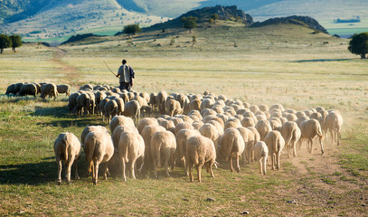 Berger et troupeau de moutons