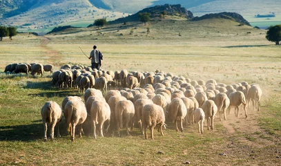 Papier Peint photo Lavable Moutons Berger et troupeau de moutons