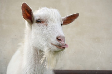 white goat shows a tongue a portrait