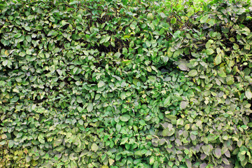 Natural green leaf wall. Eco friendly texture background.