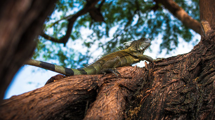 Iguana - arbol 
