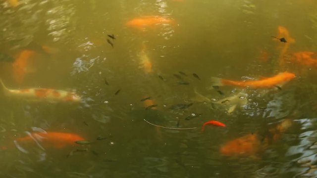Tropical lake - japanese carp, gurami and tilapia fish swimming and feeding in water; southeast Asia; Guangdong province, China