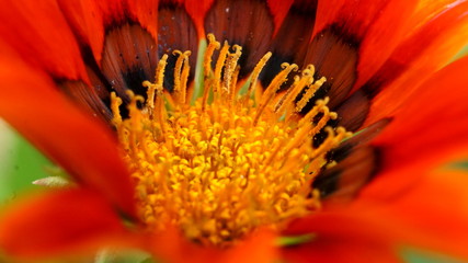 Inside a beautiful flower