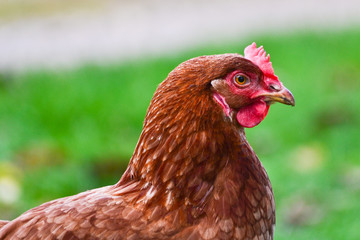 Brown colored chicken model look