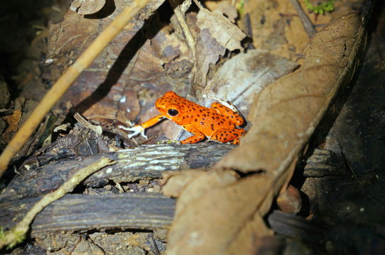 Strawberry poison dart frog, Oophaga pumilio, Bastimentos national park, Bocas del Toro, Panama