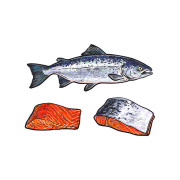 vector sketch cartoon sea red salmon fish and meat fillet steak with, without skin front side view set. Isolated illustration on a white background. Seafood delicacy, restaurant menu decoration design